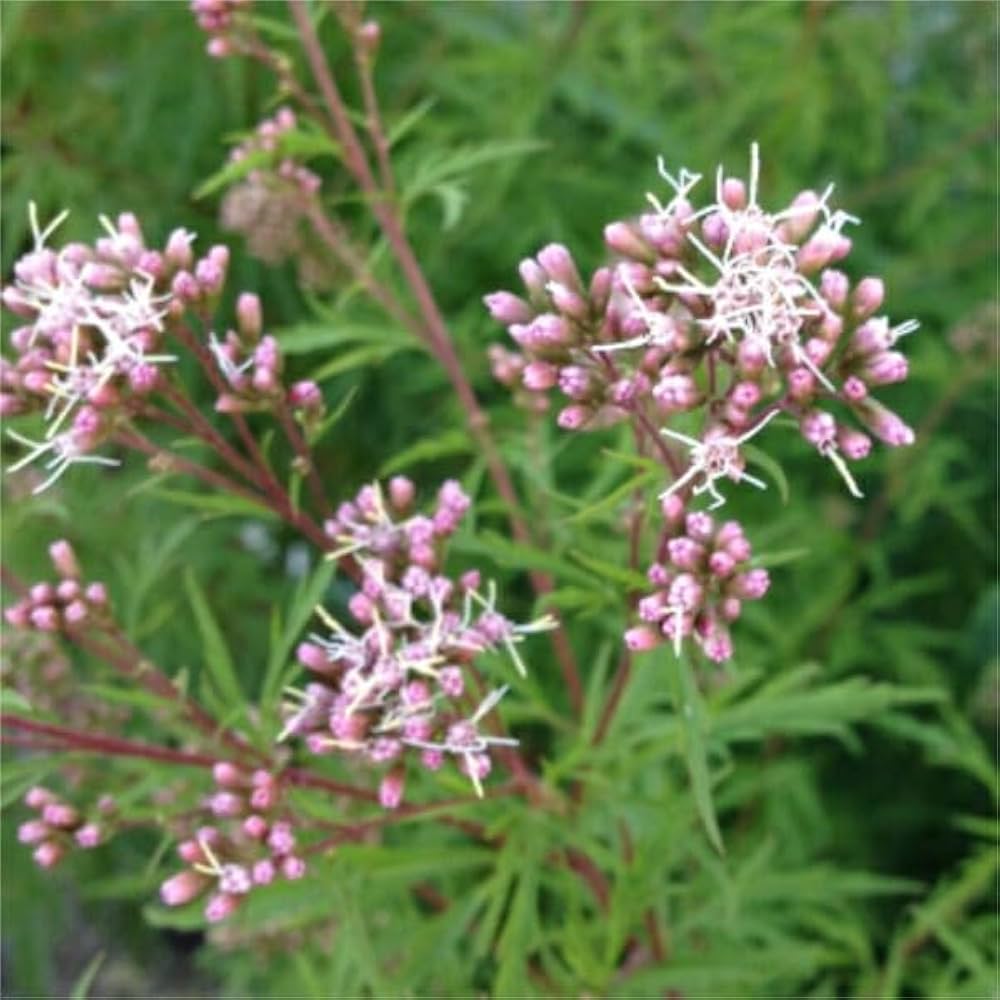 フジバカマ　苗　3苗です フジバカマ苗 3号鉢 〜ツーギー谷〜 : shop.ツーギー谷 - 通販